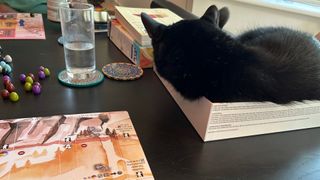 A cat sat in the Wyrmspan box on a table, beside the board and tokens